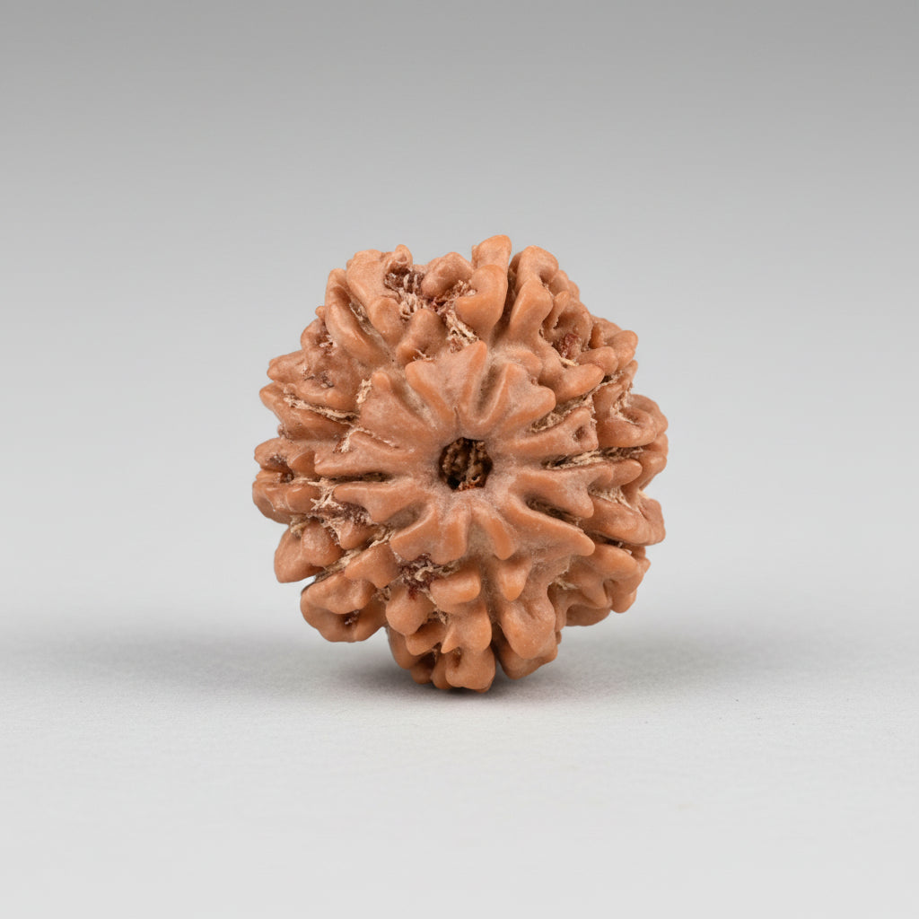 9 Mukhi from Nepal Small