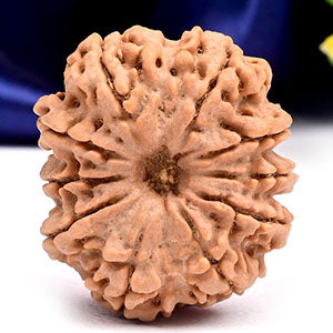 Collector 10 Mukhi from Nepal