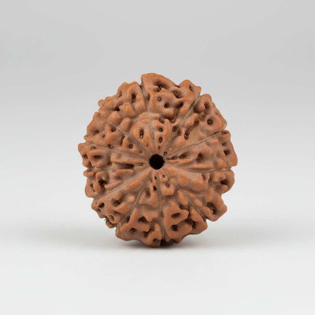 Collector 11 Mukhi from Java Indonesia