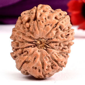 Collector 12 Mukhi from Java Indonesia