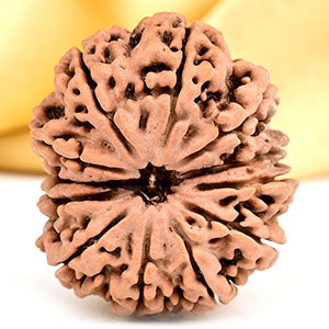 Collector 12 Mukhi from Nepal