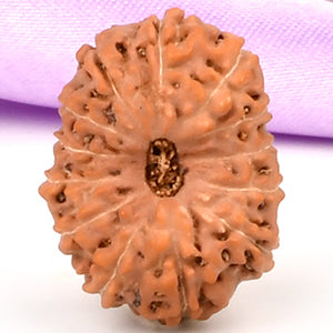 Collector 13 Mukhi from Java Indonesia