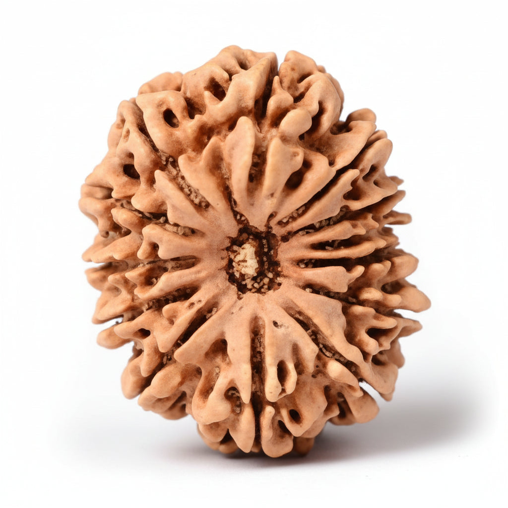 Collector 13 Mukhi from Nepal