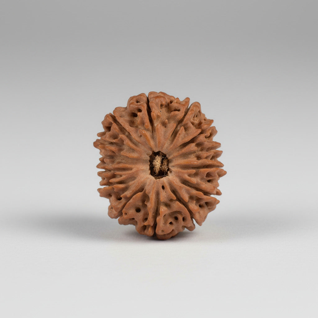 Collector 14 Mukhi from Nepal