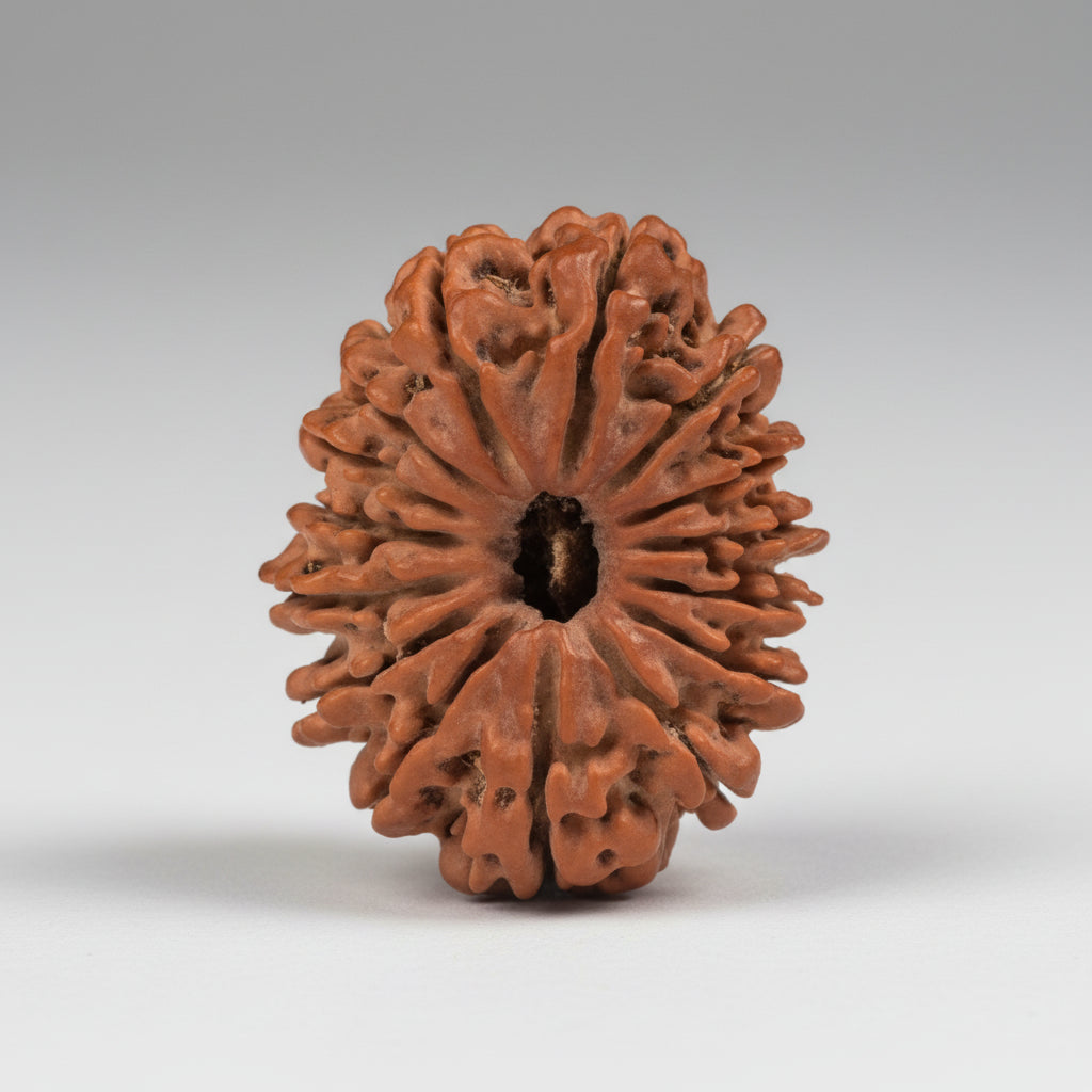 Collector 15 Mukhi from Nepal