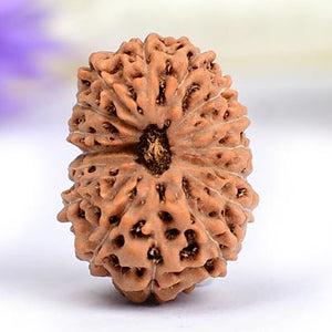 Collector 16 Mukhi from Java Indonesia