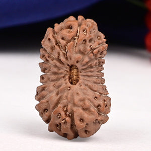 Collector 17 Mukhi From Java Indonesia