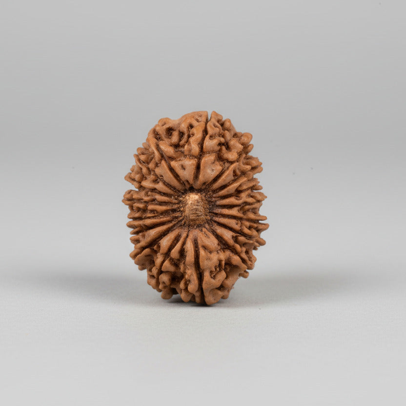 Collector 17 Mukhi from Nepal