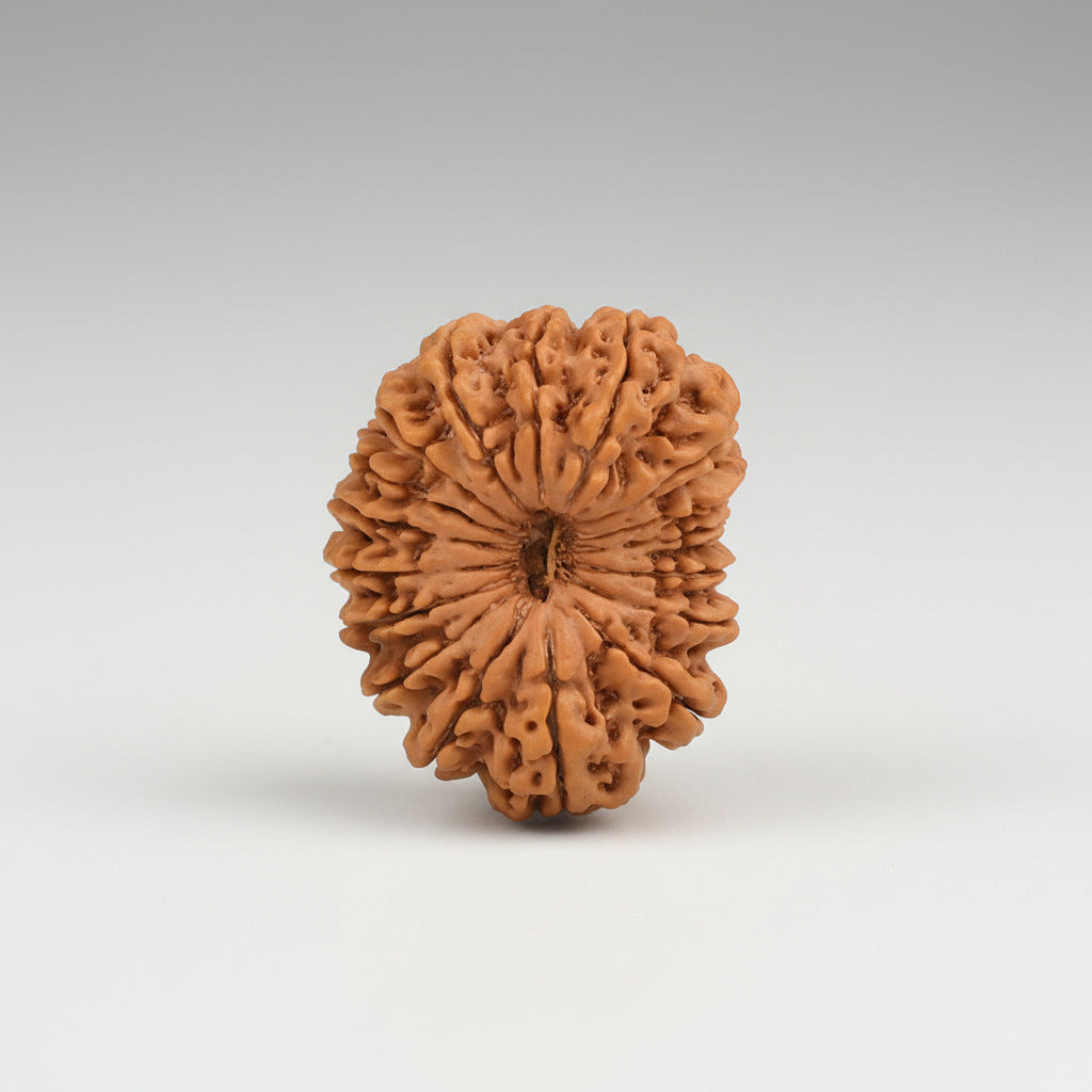 Collector 17 Mukhi from Nepal XIII