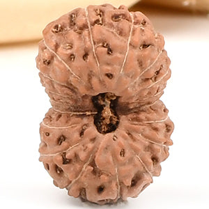 Collector 18 Mukhi from Java Indonesia