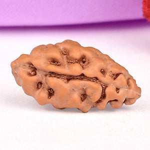 Collector 1 Mukhi from Java Indonesia