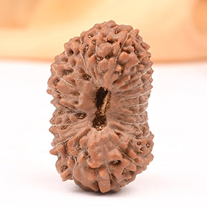 Collector 20 Mukhi from Java Indonesia