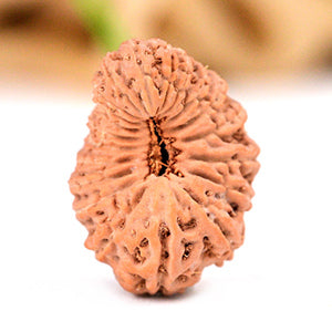 Collector 20 Mukhi from Java Indonesia XXII