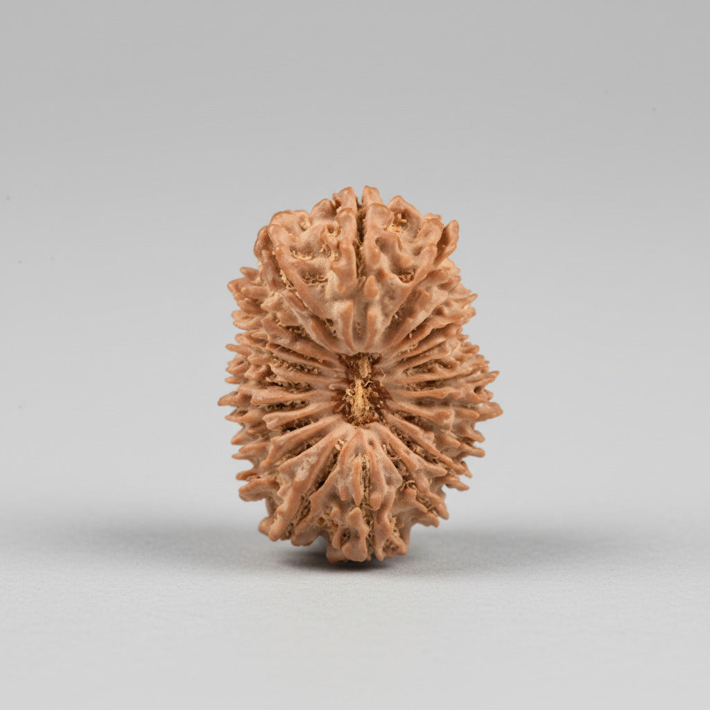 Collector 21 Mukhi from Nepal