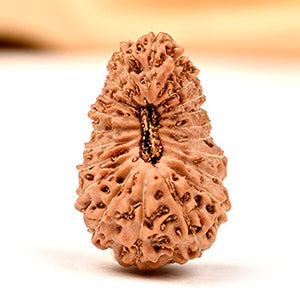 Collector 21 mukhi from Java Indonesia