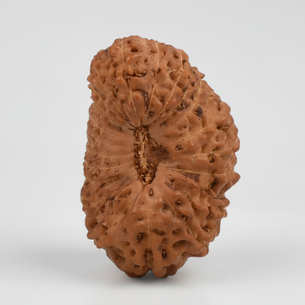 Collector 22 Mukhi from Java Indonesia