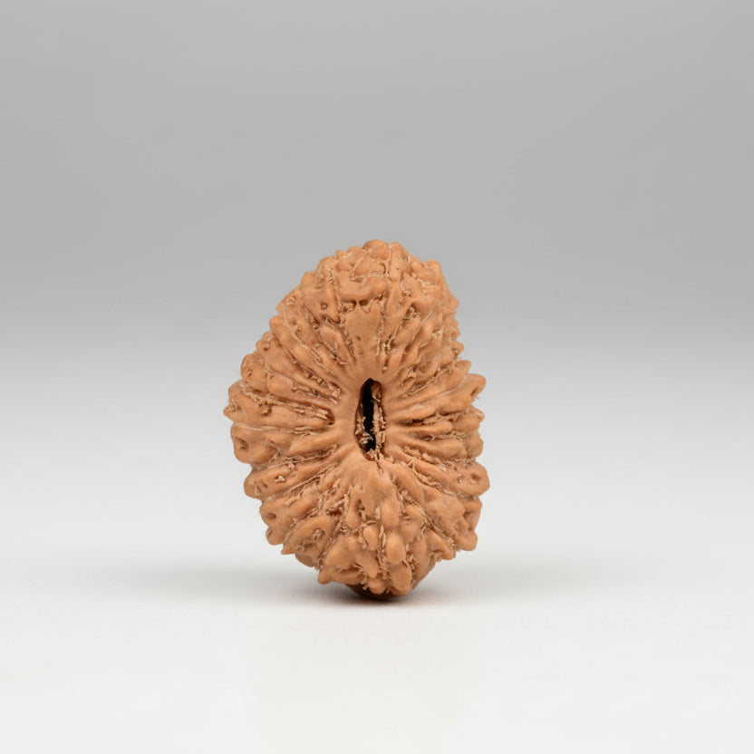 Collector 23 Mukhi from Java Indonesia