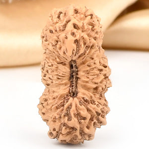Collector 25 Mukhi from Java Indonesia