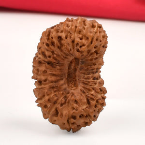 Collector 26 Mukhi from Java Indonesia