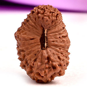Collector 29 Mukhi from Java