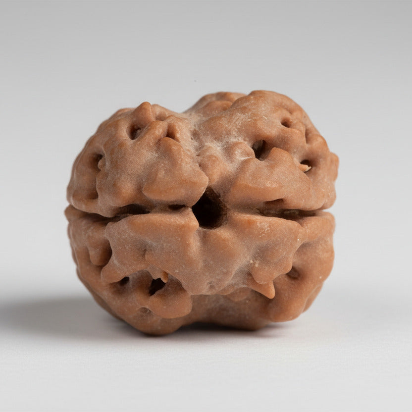 Collector 2 Mukhi Nepali