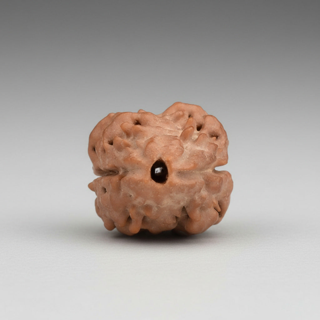 Collector 2 Mukhi from Nepal