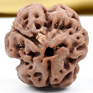 Collector 3 Mukhi Nepal – CDV