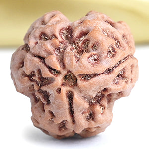 Collector 3 Mukhi from Nepal