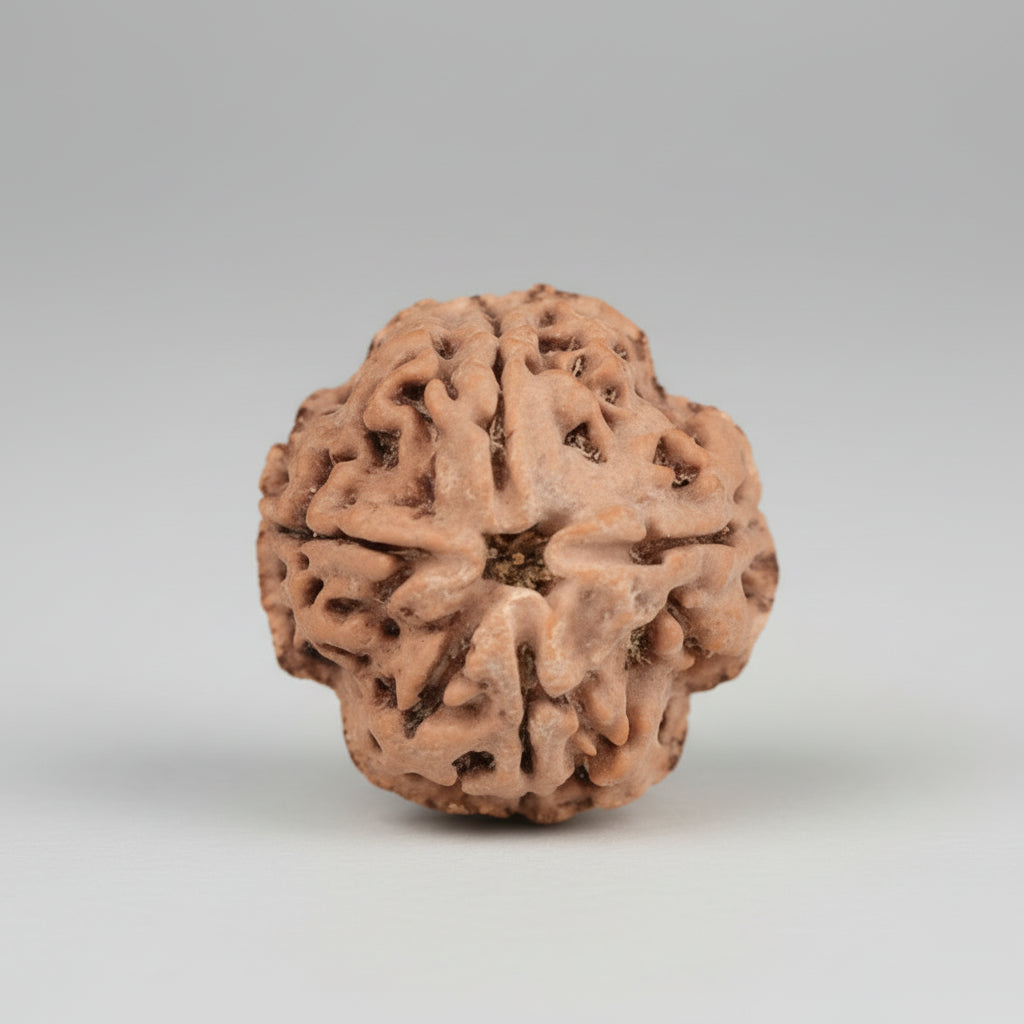 Collector 4 Mukhi from Nepal