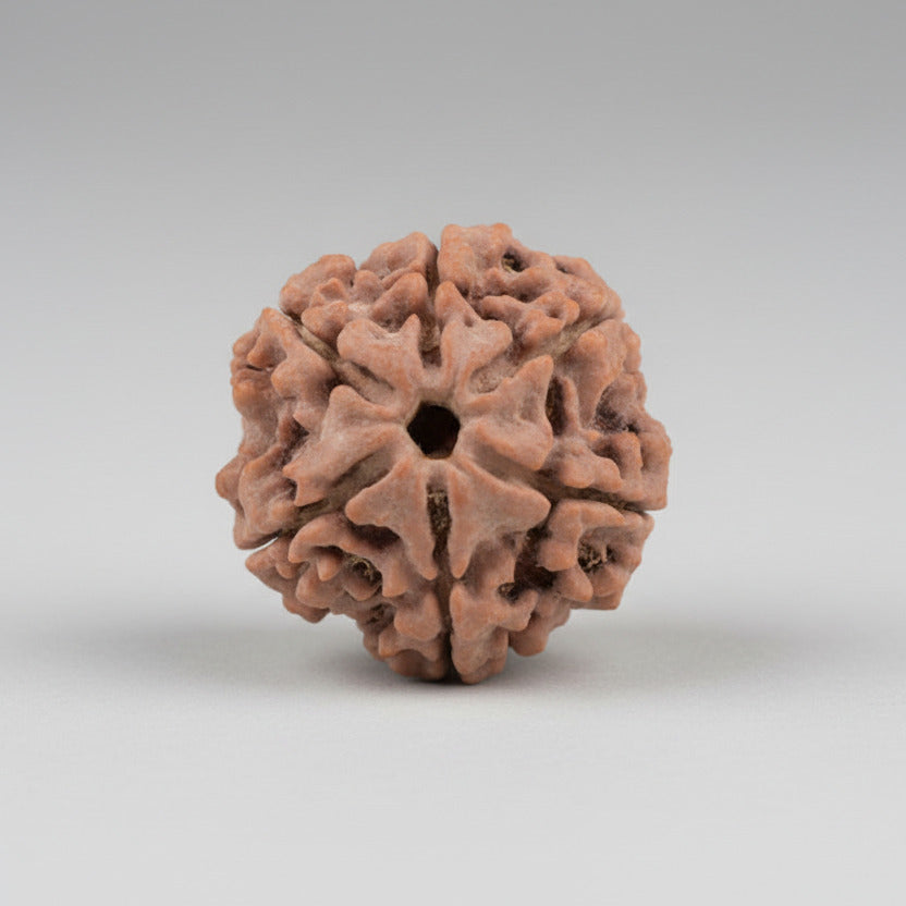Collector 6 Mukhi from Nepal