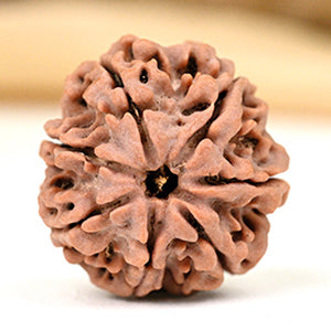 Collector 7 Mukhi from Nepal