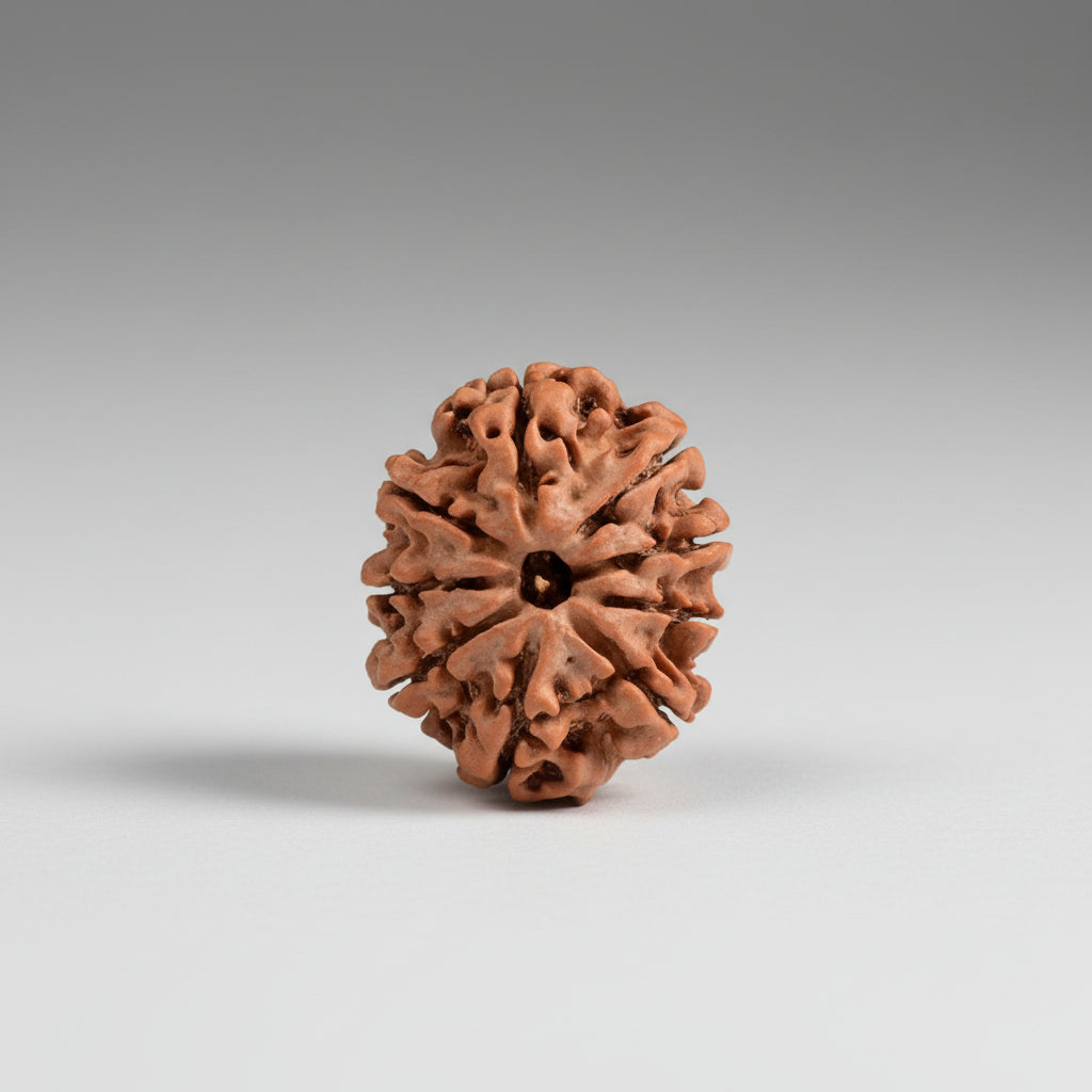 Collector 9 Mukhi from Nepal