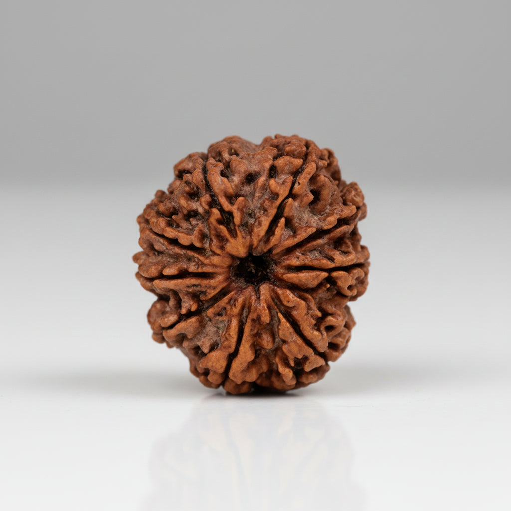 Collector 9 Mukhi from Nepal C