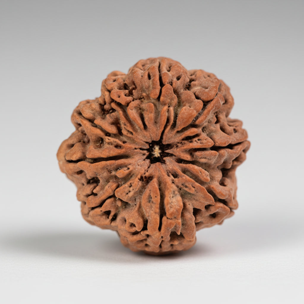 Collector 9 Mukhi from Nepal Cl