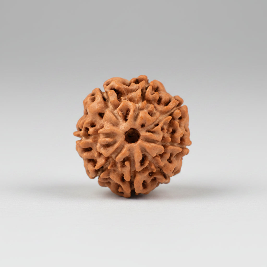 Collector Eight Mukhi from Java C