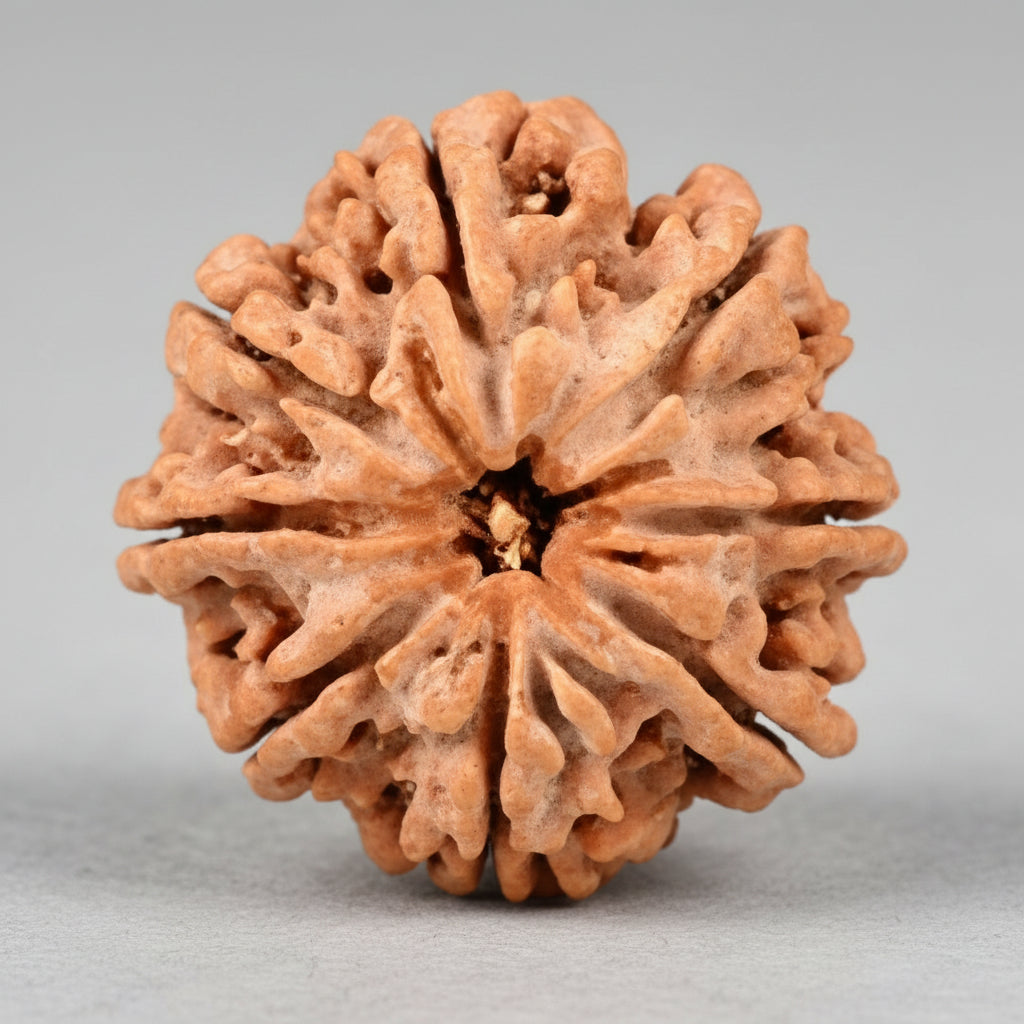 Collector Eight Mukhi from Nepal L