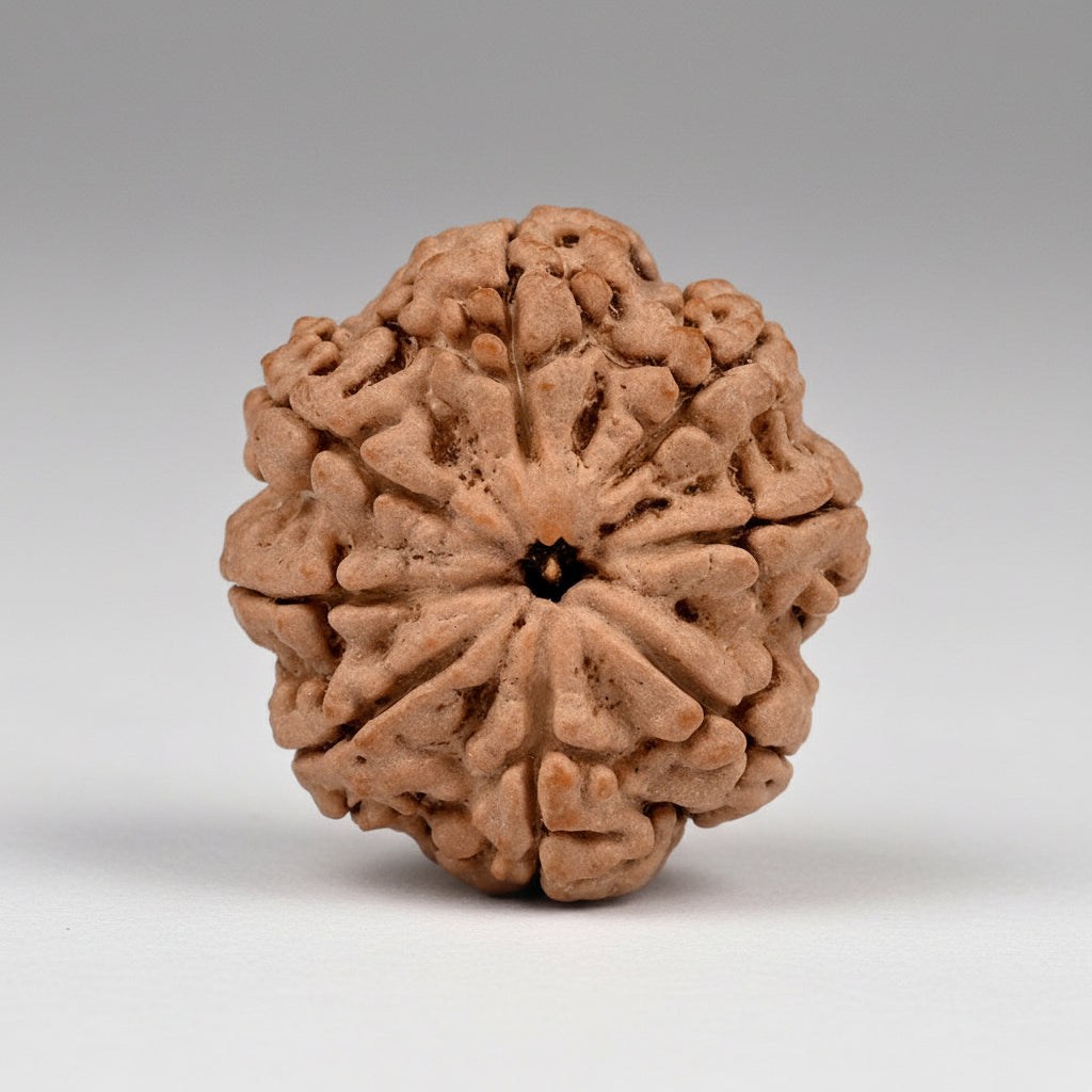 Collector Eight Mukhi from Nepal L
