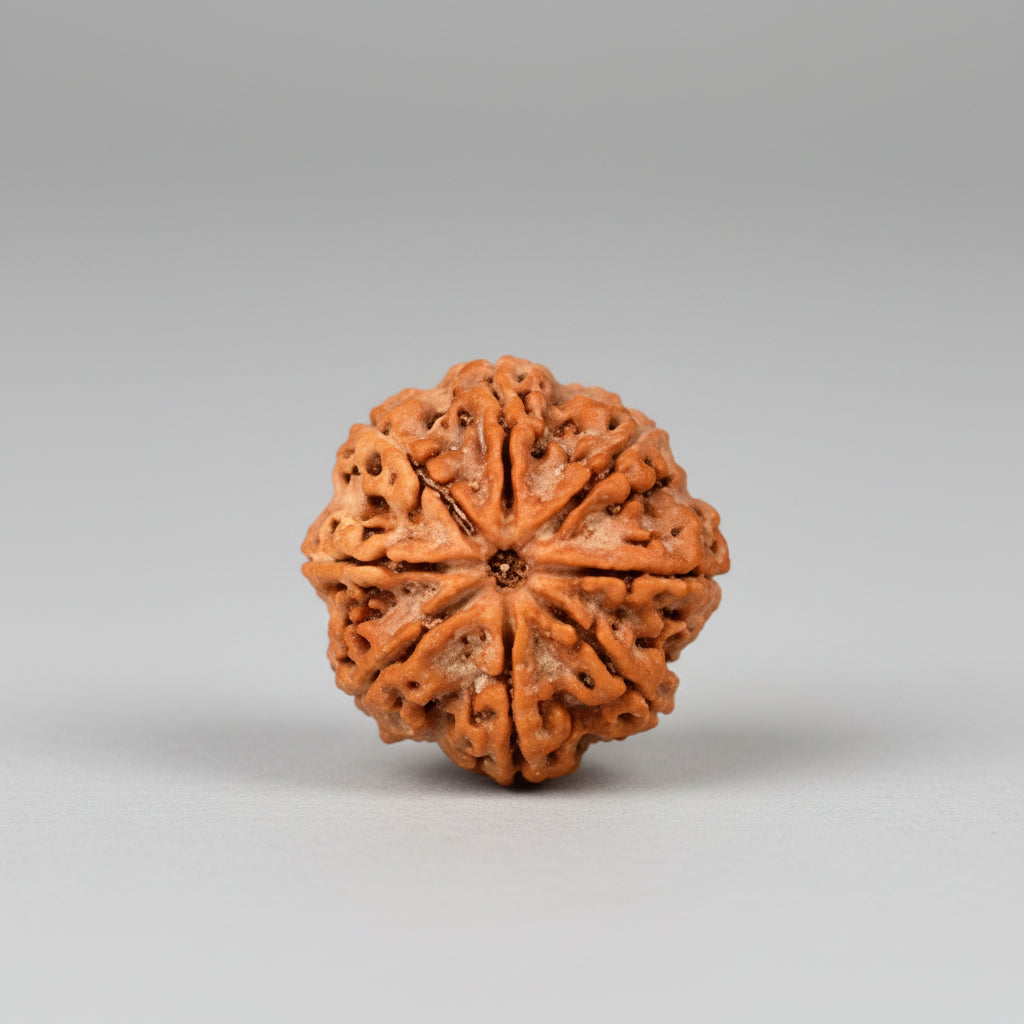 Collector Eight Mukhi from Nepal LXVII