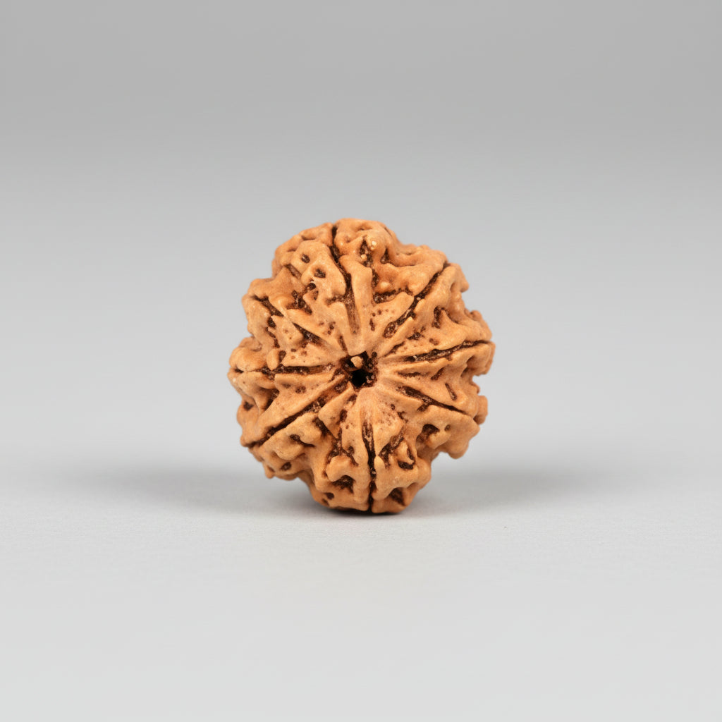 Collector Eight Mukhi from Nepal LXVIII
