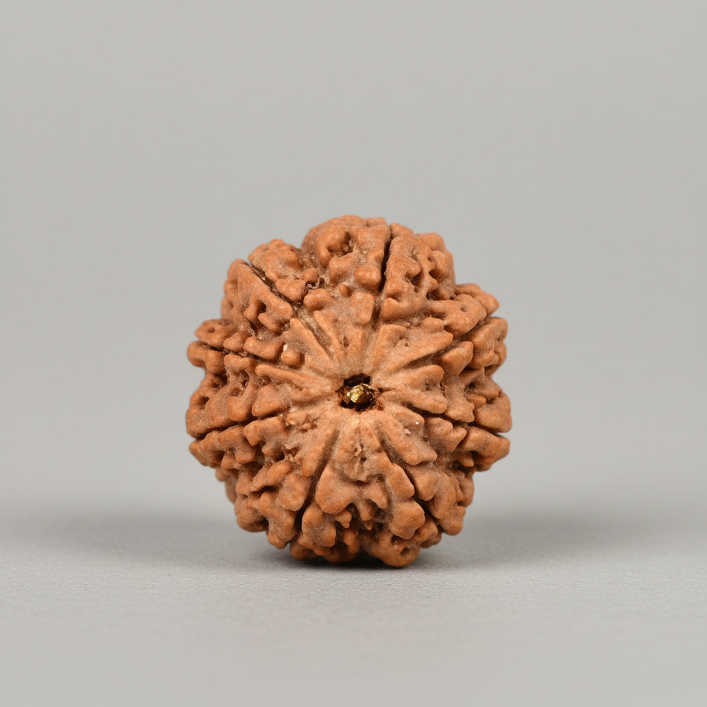 Collector Eight Mukhi from Nepal LXXIV