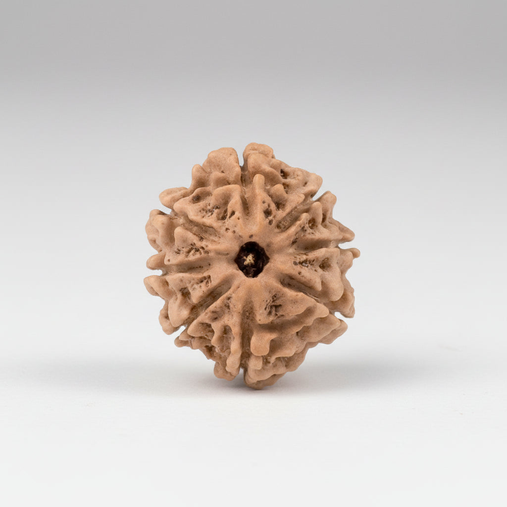 Collector Eight Mukhi from Nepal VII