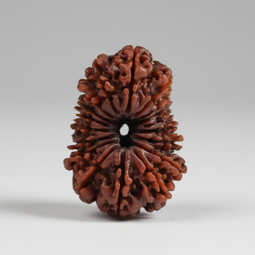 Collector Eighteen Mukhi Nepal