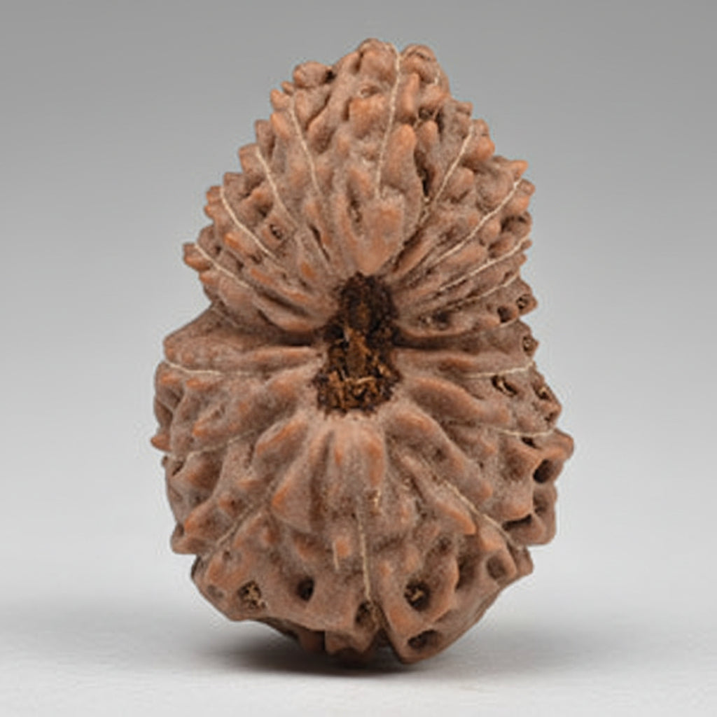 Collector Eighteen Mukhi from Java