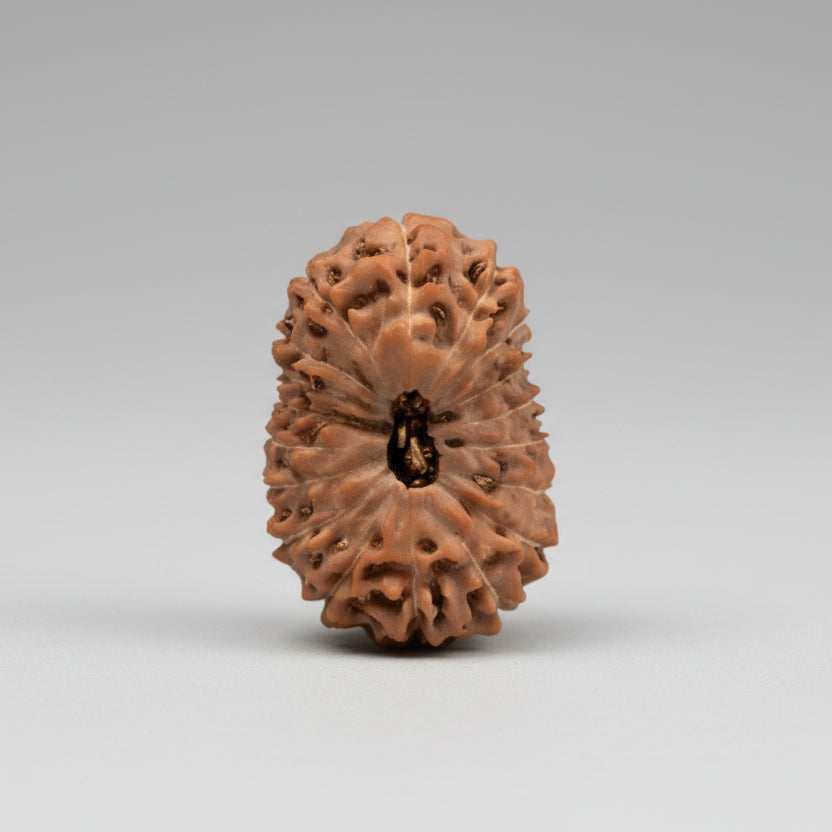Collector Eighteen Mukhi from Java