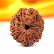 Collector Eleven Mukhi from Java