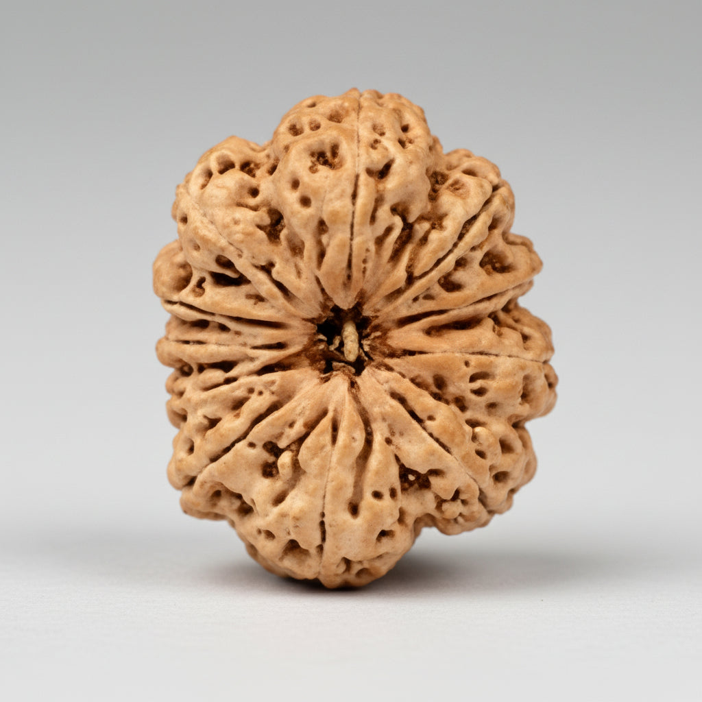 Collector Eleven Mukhi from Nepal CII