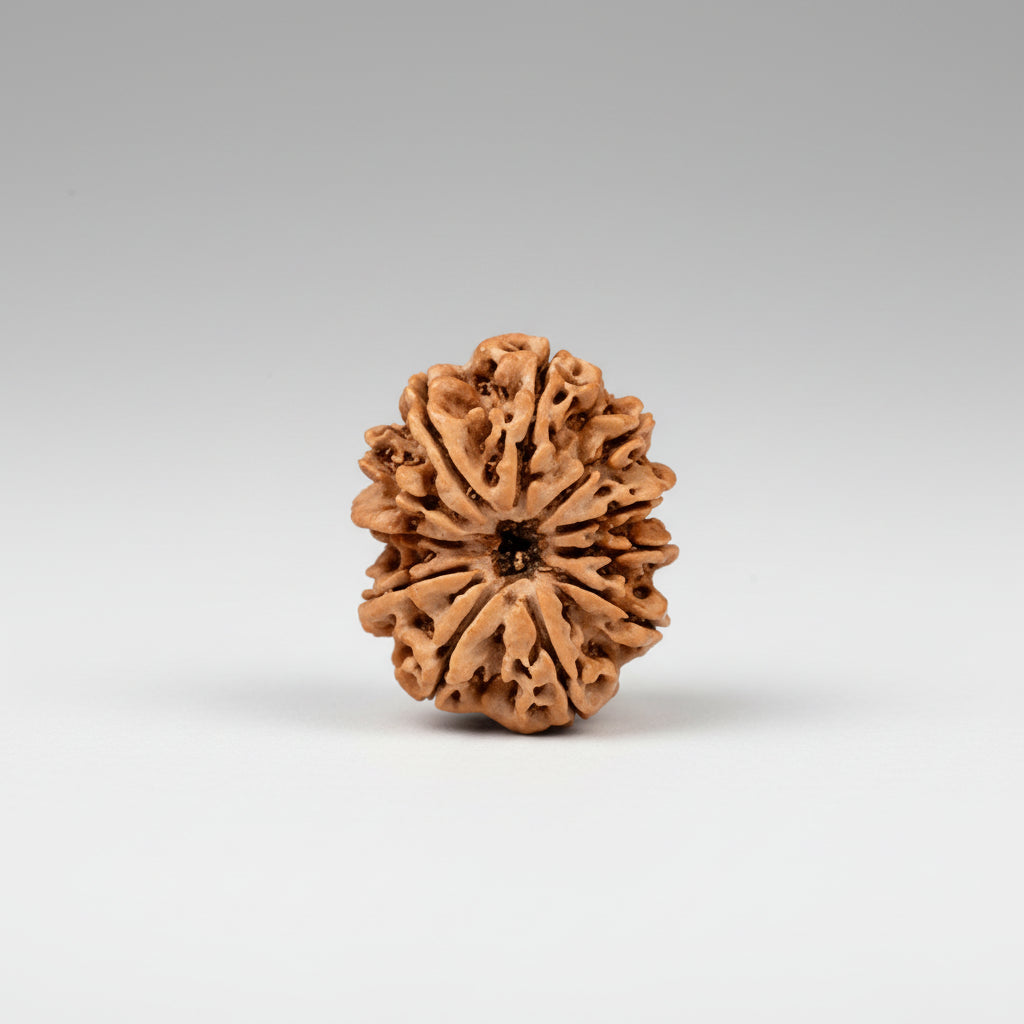 Collector Eleven Mukhi from Nepal CVI