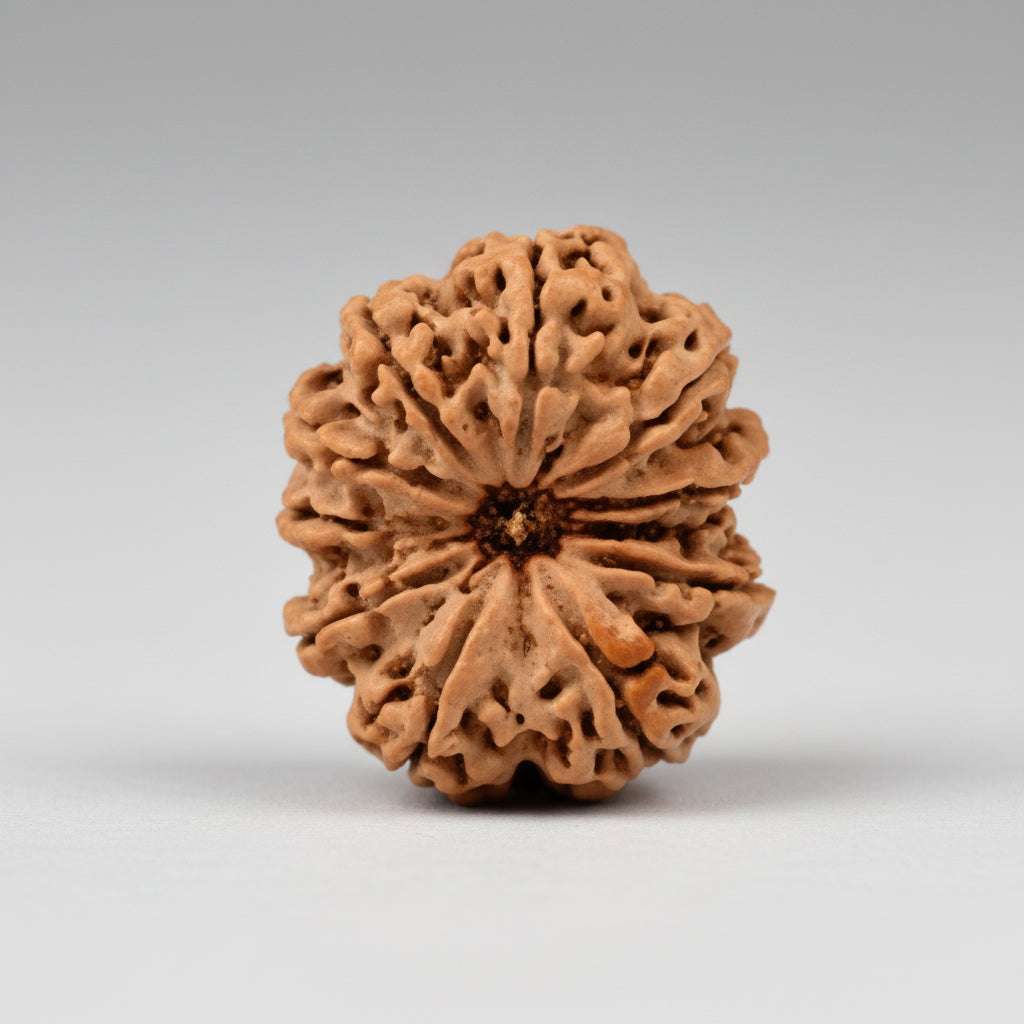 Collector Eleven Mukhi from Nepal LX