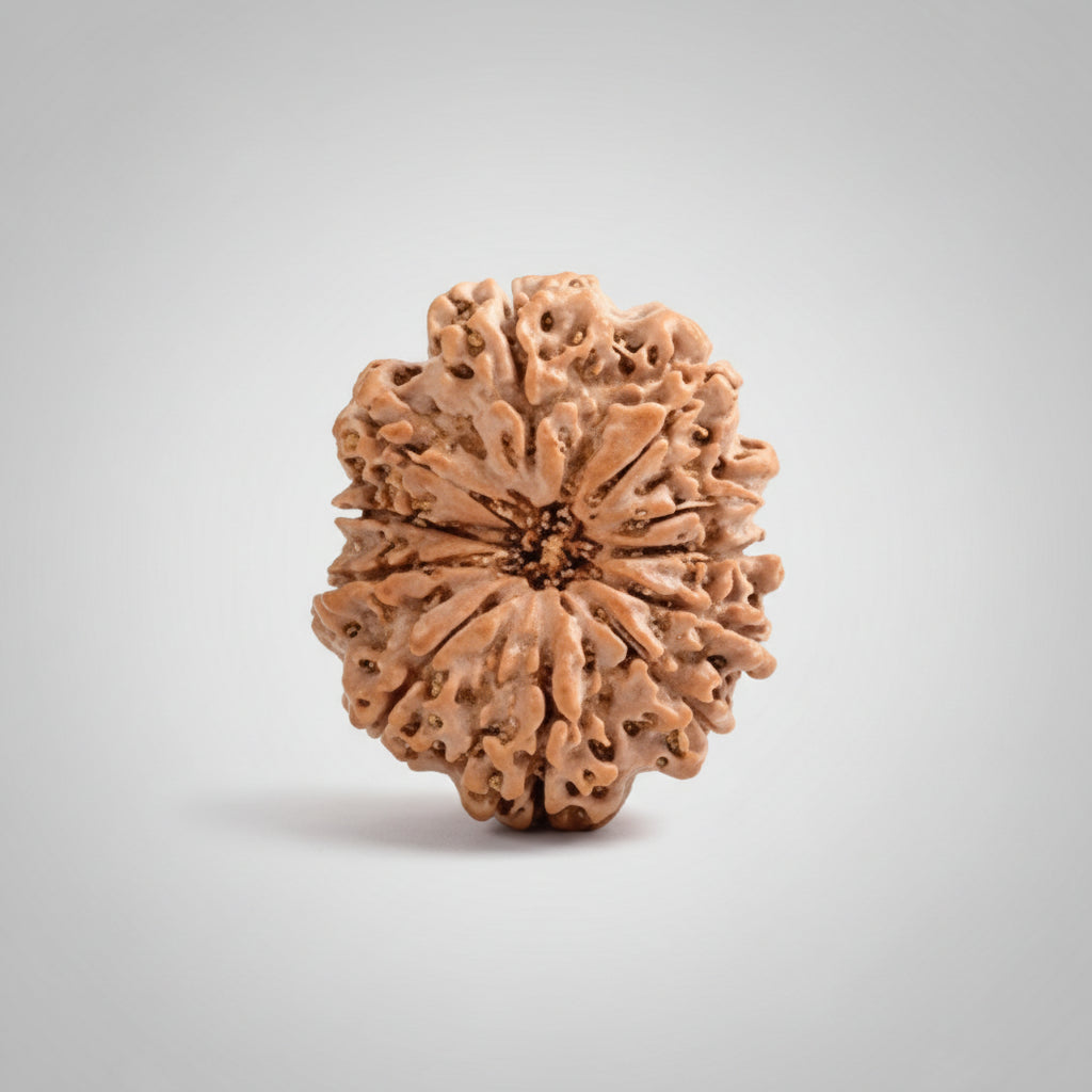 Collector Eleven Mukhi from Nepal LXII