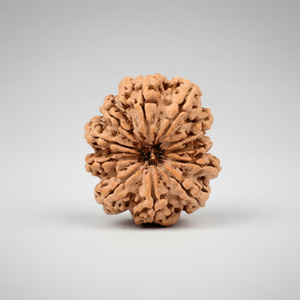 Collector Eleven Mukhi from Nepal XCI